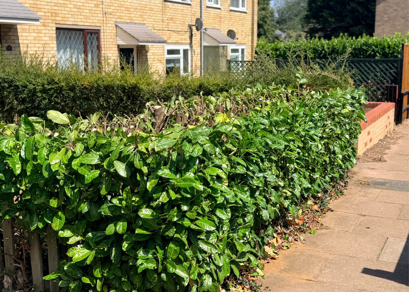 Professionally cut garden hedge
