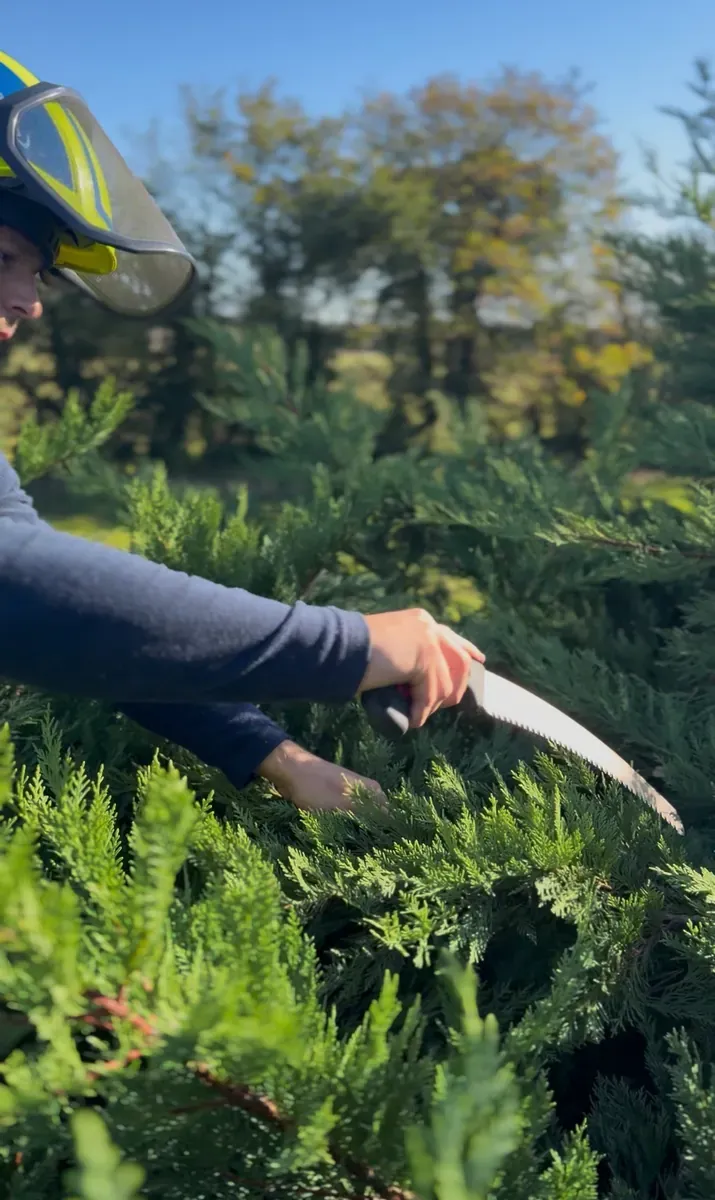 Trimming a conifer hedge with a pruning saw